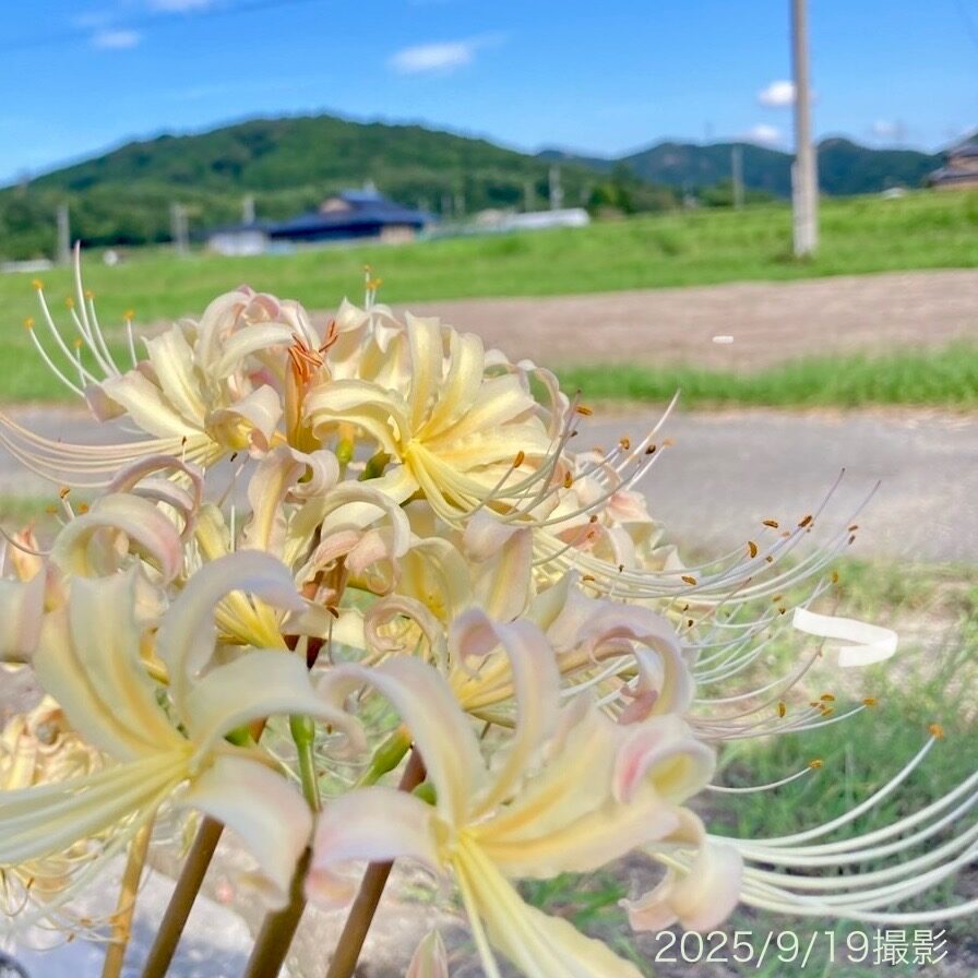9月19日撮影の彼岸花