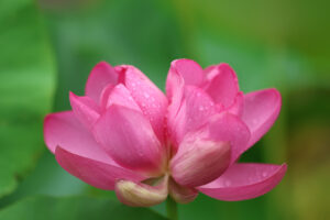 2025年に咲いた双頭蓮